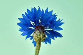 Attēlu rezultāti vaicājumam “Cyanus segetum”