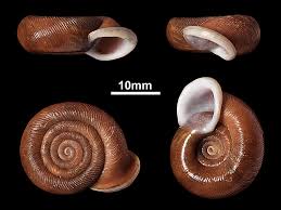 Attēlu rezultāti vaicājumam “Oligia sp.”