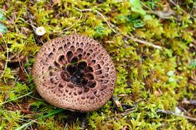 Attēlu rezultāti vaicājumam “Sarcodon imbricatum”