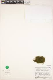 Attēlu rezultāti vaicājumam “Pseudoleskeella nervosa”