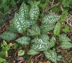 Attēlu rezultāti vaicājumam “Pulmonaria saccharata leaf”
