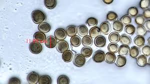 Attēlu rezultāti vaicājumam “Licea testudinacea macro”