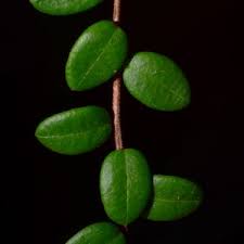 Attēlu rezultāti vaicājumam “Oxycoccus leaf”