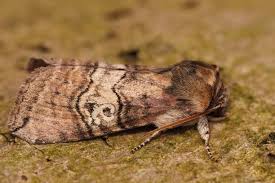 Attēlu rezultāti vaicājumam “Drepanidae”