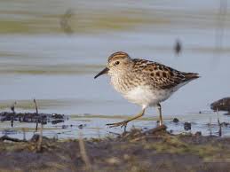 Image result for Calidris subminuta
