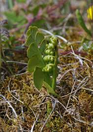 Attēlu rezultāti vaicājumam “Botrychium lunaria”