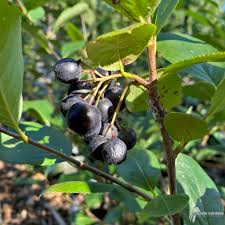 Attēlu rezultāti vaicājumam “Aronia melanocarpa fruit”