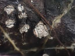 Attēlu rezultāti vaicājumam “Propolis farinosa”