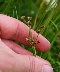 Attēlu rezultāti vaicājumam “Juncus articulatus”