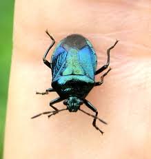 Attēlu rezultāti vaicājumam “Zicrona caerulea”