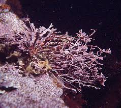 Attēlu rezultāti vaicājumam “Rhodophyta”