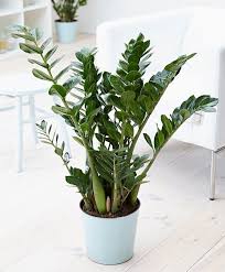 Image result for zamiokulkas