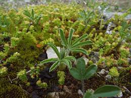 Attēlu rezultāti vaicājumam “Gymnostomum aeruginosum”