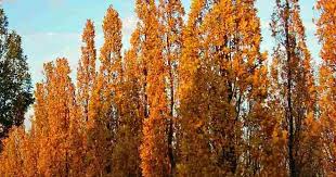 Attēlu rezultāti vaicājumam “Quercus robur Fastigiata leaf”