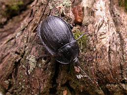 Attēlu rezultāti vaicājumam “Phosphuga atrata”