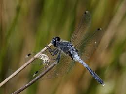 Attēlu rezultāti vaicājumam “Leucorrhinia albifrons”