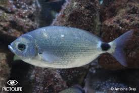 Image result for Oblada melanurus