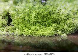 Attēlu rezultāti vaicājumam “Tortella tortuosa”