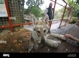 Image result for Combe Martin A F C