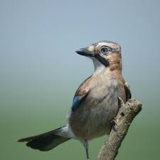 Attēlu rezultāti vaicājumam “Garrulus glandarius adult”