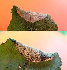 Attēlu rezultāti vaicājumam “Caloptilia stigmatella”