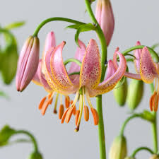 Attēlu rezultāti vaicājumam “Lilium martagon fruit”