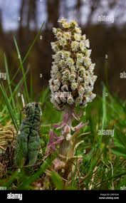 Attēlu rezultāti vaicājumam “Petasites hybridus”