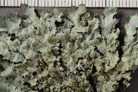 Attēlu rezultāti vaicājumam “Parmelia serrana”