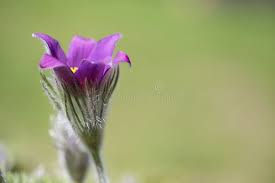 Attēlu rezultāti vaicājumam “Pulsatilla pratensis bud”