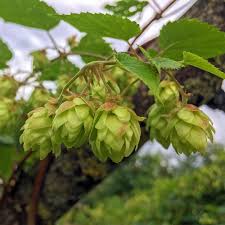 Attēlu rezultāti vaicājumam “Humulus lupulus”