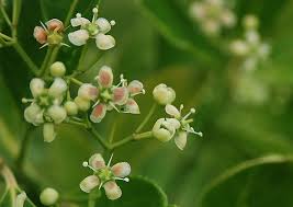 Attēlu rezultāti vaicājumam “Euonymus flower”