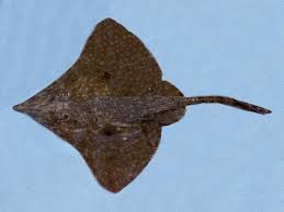 Image result for Rostroraja eglanteria