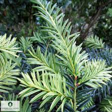 Attēlu rezultāti vaicājumam “Taxus baccata leaf”