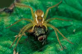 Attēlu rezultāti vaicājumam “Dolomedes fimbriatus”