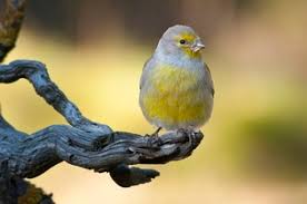 Image result for Carduelis citrinella