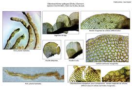 Attēlu rezultāti vaicājumam “Odontoschisma sphagni”