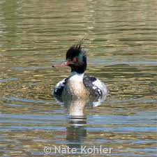 Attēlu rezultāti vaicājumam “Mergus serrator”