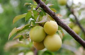 Attēlu rezultāti vaicājumam “Rosa subcanina fruit”