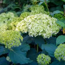 Attēlu rezultāti vaicājumam “Hydrangea arborescens flower”