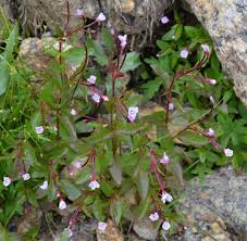 Attēlu rezultāti vaicājumam “Epilobium palustre”