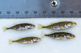 Attēlu rezultāti vaicājumam “Gasterosteus aculeatus”