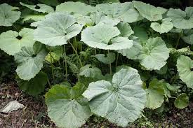 Image result for Petasites officinalis