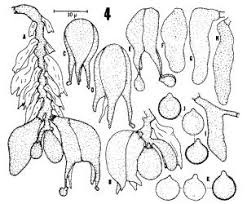 Attēlu rezultāti vaicājumam “Basidiodendron”