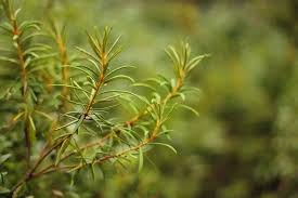 Attēlu rezultāti vaicājumam “Ledum palustre fruit”