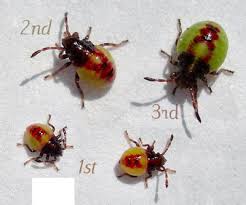 Attēlu rezultāti vaicājumam “Elasmostethus interstinctus imago”