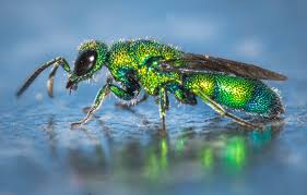 Attēlu rezultāti vaicājumam “Chrysididae”