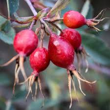 Attēlu rezultāti vaicājumam “Rosa glauca”