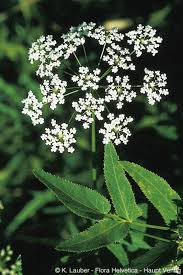 Attēlu rezultāti vaicājumam “Sium latifolium”