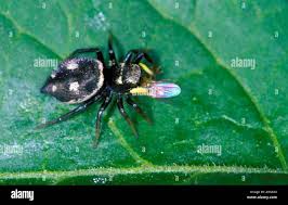 Attēlu rezultāti vaicājumam “Heliophanus sp.”