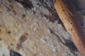 Attēlu rezultāti vaicājumam “Basidiodendron”